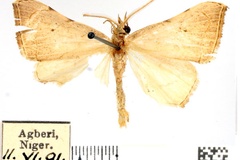 Marcipalina albescens
