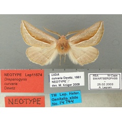 /filer/webapps/moths/media/images/C/curvaria_Drepanogynis_NT_TMSA.jpg