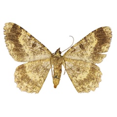 /filer/webapps/moths/media/images/O/orientalis_Afroracotis_PTF_ANHRTb.jpg