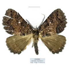 /filer/webapps/moths/media/images/E/equatorialis_Sypnoides_AM_Basquin_01a.jpg