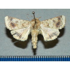 /filer/webapps/moths/media/images/N/nubigera_Heliothis_A_Goffa_01.jpg