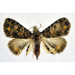 /filer/webapps/moths/media/images/S/snelleni_Metachrostis_A_NHMO.jpg