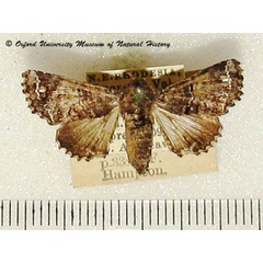 /filer/webapps/moths/media/images/S/symphonica_Eutelia_A_OUMNH.jpg