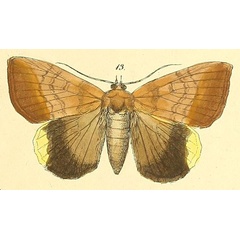 /filer/webapps/moths/media/images/L/leona_Achaea_HT_Felder_116_13.jpg