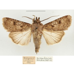 /filer/webapps/moths/media/images/R/radama_Agrotis_AM_BMNH.jpg