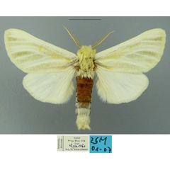 /filer/webapps/moths/media/images/N/nicholsonrobertsi_Antheua_PTM_ZSM.jpg