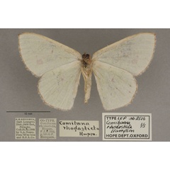 /filer/webapps/moths/media/images/A/aggravaria_rhodosticta_Euproutia_PT_OUMNHb_01.jpg