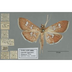 /filer/webapps/moths/media/images/A/argyrosticta_Lepyrodes_ST_OUMNH_02.jpg