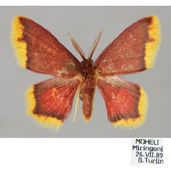 /filer/webapps/moths/media/images/E/erythraria_Chrysocraspeda_A_ZSM_01.jpg