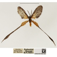 /filer/webapps/moths/media/images/P/plumigera_Doratopteryx_AM_NHMUK_02.jpg