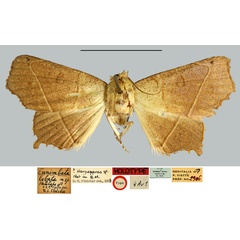 /filer/webapps/moths/media/images/L/lobata_Eunimbatana_HT_MNHN.jpg