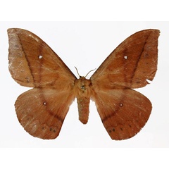 /filer/webapps/moths/media/images/A/altivola_Maltagorea_AT_Basquin.jpg