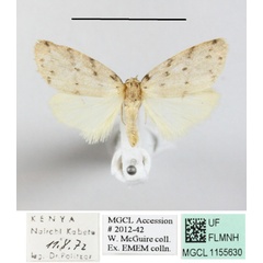 /filer/webapps/moths/media/images/A/africana_Eugoa_A_MGCLa_02.JPG