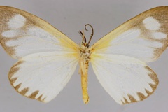 Aletis gracilis