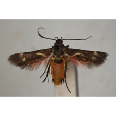 /filer/webapps/moths/media/images/M/miniata_Eretmocera_ST_BMNH.jpg