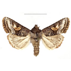/filer/webapps/moths/media/images/A/anthophyes_Conservula_AF_RBINS.JPG