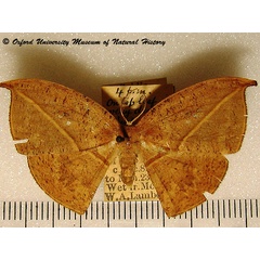 /filer/webapps/moths/media/images/F/fenestrata_Spidia_A_OUMNH_01.jpg