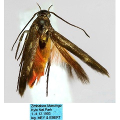 /filer/webapps/moths/media/images/M/meyi_Eretmocera_HT_ZMHB_p7aEyv7.jpg