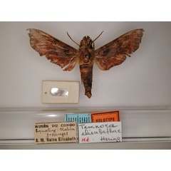 /filer/webapps/moths/media/images/E/elisabethae_Temnora_HT_RMCA_01.jpg