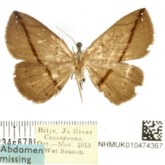 /filer/webapps/moths/media/images/M/minima_Ugia_A_BMNH.jpg