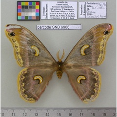 /filer/webapps/moths/media/images/R/ruwenzoriensis_Epiphora_HT_MfNa.jpg