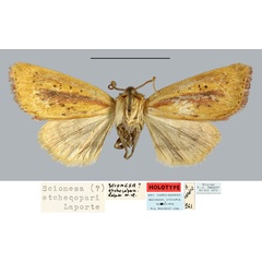 /filer/webapps/moths/media/images/E/etchecopari_Sciomesa_HT_MNHN.jpg