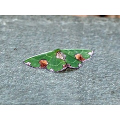 /filer/webapps/moths/media/images/O/oospila_Cheroscelis_A_Voaden.jpg