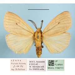 /filer/webapps/moths/media/images/T/tenuistrigata_Estigmene_AM_MGCLa_02.JPG