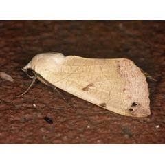/filer/webapps/moths/media/images/T/tirhaca_Ophiusa_A_Roland_01_fnW6kZ5.jpg