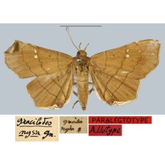 /filer/webapps/moths/media/images/N/nysa_Gracilodes_PLT_MNHN.jpg