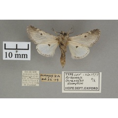 /filer/webapps/moths/media/images/C/cerurodes_Thiacidas_PT_OUMNHb_02.jpg