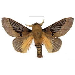 /filer/webapps/moths/media/images/K/knudlarseni_Leptometa_PTM_Mueller_01.jpg
