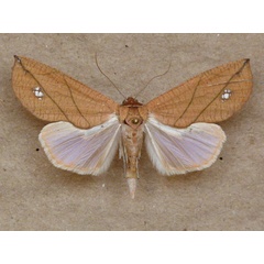 /filer/webapps/moths/media/images/L/longivalvis_Arcyophora_A_Butler_02.jpg