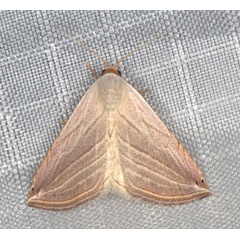 /filer/webapps/moths/media/images/R/ragusania_Honeyana_A_Heyns_01.jpg
