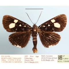 /filer/webapps/moths/media/images/R/rhaeo_Rothia_A_MGCLa_01.JPG