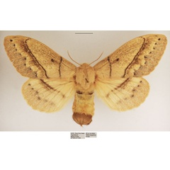 /filer/webapps/moths/media/images/R/rennei_Philotherma_AF_TMSA_02.jpg
