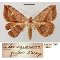 /filer/webapps/moths/media/images/G/grisea_Entomogramma_ST_SNHM.jpg