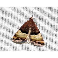 /filer/webapps/moths/media/images/J/jansei_Ozarba_A_Braun.jpg