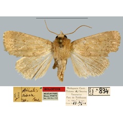 /filer/webapps/moths/media/images/S/sobria_Athetis_HT_MNHN.jpg