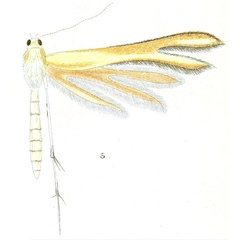 /filer/webapps/moths/media/images/V/verax_Pterophorus_STM_Meyrick_1-5.jpg