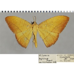 /filer/webapps/moths/media/images/P/pyrinia_Milocera_AM_ZSMa.jpg