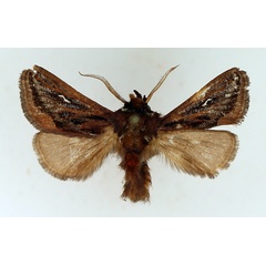 /filer/webapps/moths/media/images/L/lineata_Semyrilla_AM_TMSA_01.jpg