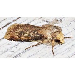 /filer/webapps/moths/media/images/D/denticulosa_Agrotis_A_Braun_12.jpg