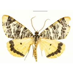 /filer/webapps/moths/media/images/T/tricoloraria_Rhodophthitus_A_DePrins_XzKnY1c.jpg