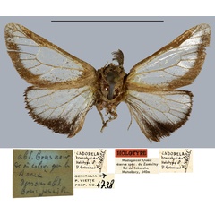 /filer/webapps/moths/media/images/T/translucida_Cadorela_HT_MNHN.jpg