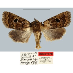 /filer/webapps/moths/media/images/F/franeyae_Athetis_HT_MNHN.jpg