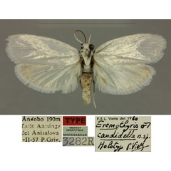 /filer/webapps/moths/media/images/C/candidella_Eremothyris_HT_MNHN_edJaowc.jpg
