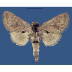 /filer/webapps/moths/media/images/H/husemanni_Eberhardfischeria_PTF_NHMUK.jpg