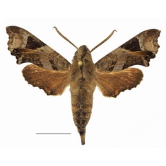 /filer/webapps/moths/media/images/F/fuscata_Temnora_AM_Basquin_04a.jpg