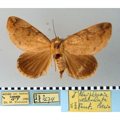 /filer/webapps/moths/media/images/R/reticulata_Periplusia_PT_MSNM.jpg